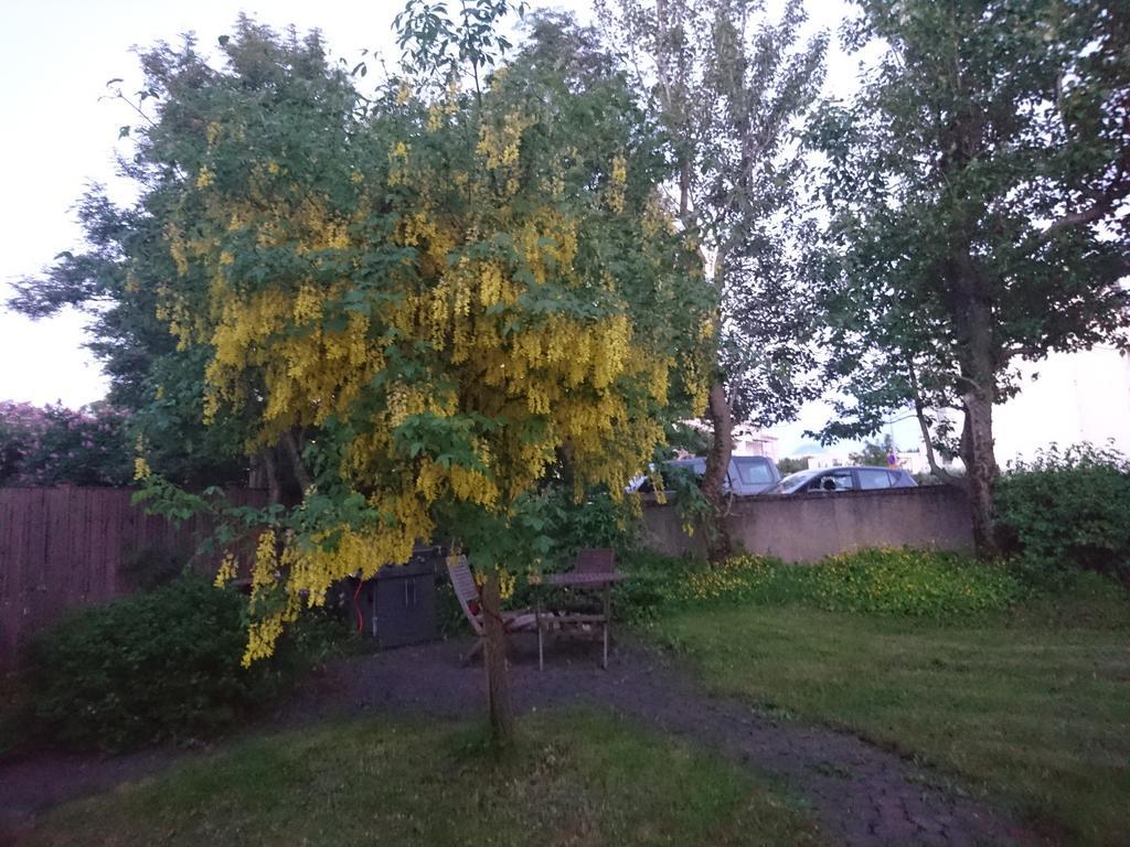 Affittacamere Alba Reykjavík